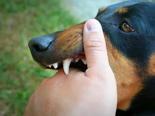 Close-up of a German shepherd gently mouthing a person’s hand, with one canine tooth visible.